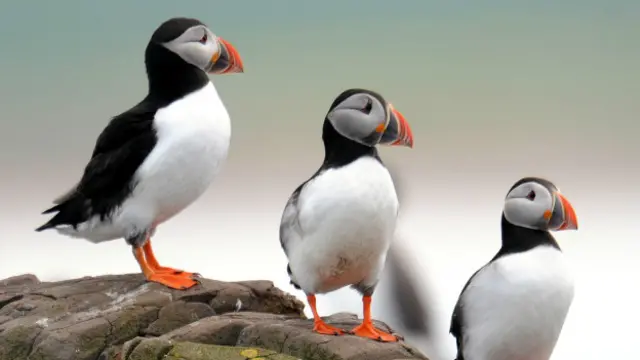 Атлантические тупики