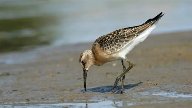 Краснозобик