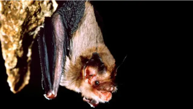 Craseonycteris thonglongyai