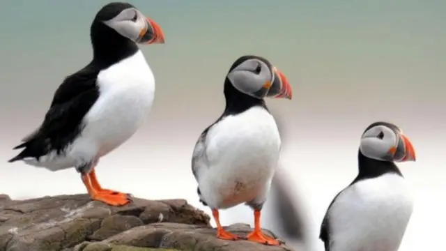 قال علماء البيئة إن طيور البوفن تواجه خطر التلوث وشح مصادر الغذاء
