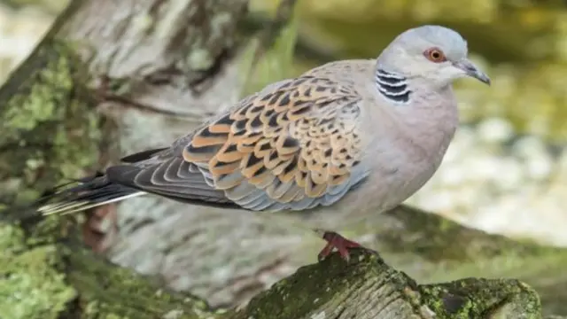 تسجل أعداد حمام السلحفاة تراجعا