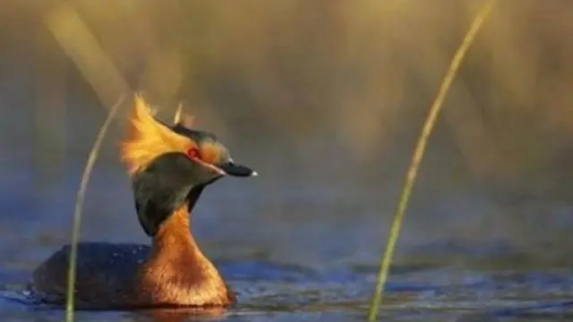 يعزى تراجع أنواع الغطاس السلوفيني في بريطانيا إلى تراجع أعداد أزواج الطيور التي تنجح في تربية الصغار
