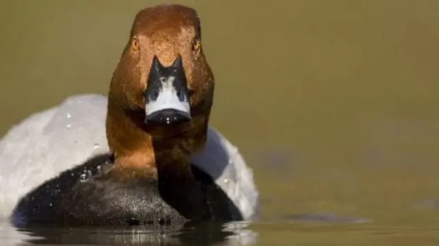 يعتقد أن الصيد ودمار بيئة الموطن من الأسباب وراء تراجع أعداد طيور الحمراوي