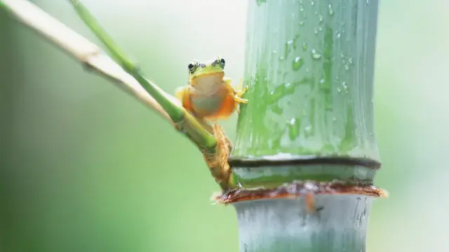 Una rana muy pequeñita