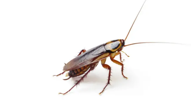 Cucaracha