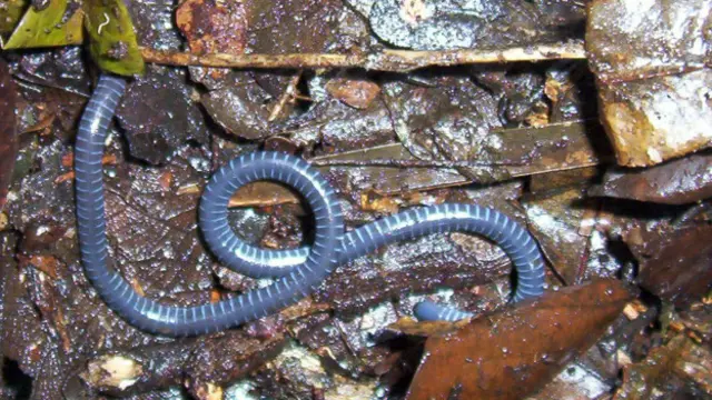 Las cecilias son anfibios, de la familia de las ranas y las salamandras.