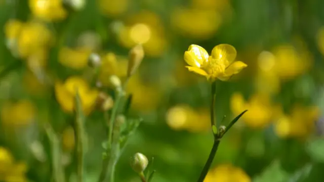 Екатерина Матвеева