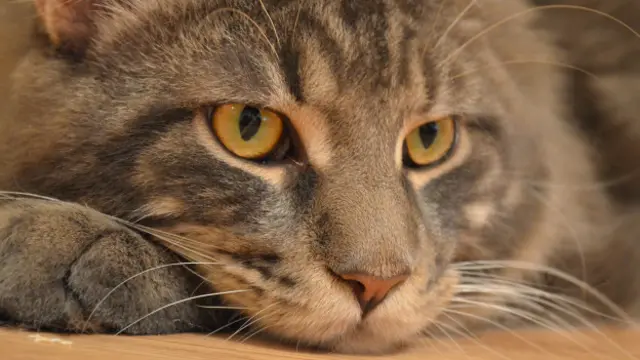 Софья Шерстнева