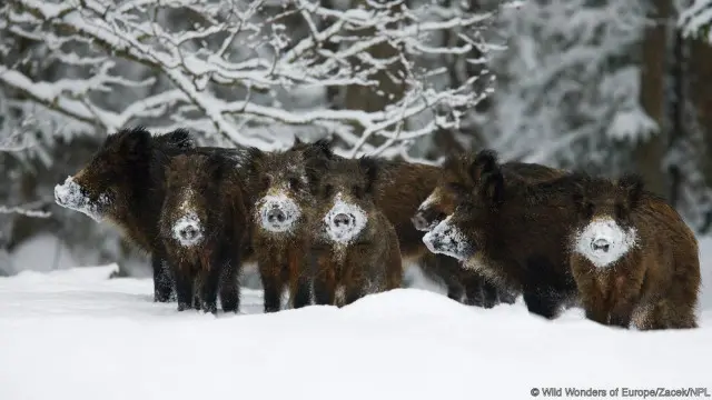 Babi liar di Estonia