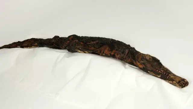 تم تحنيط الكثير من التماسيح أيضا في تلك الفترة