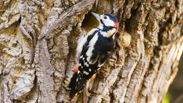 分隔啄木鸟嘴部与大脑的松质骨,能够缓和啄木鸟用嘴钻打树洞时对头骨的冲击(图片来源:Tim Graham / Getty)