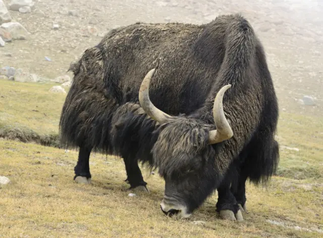 Як на пастбище