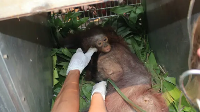 orang utan kalimantan