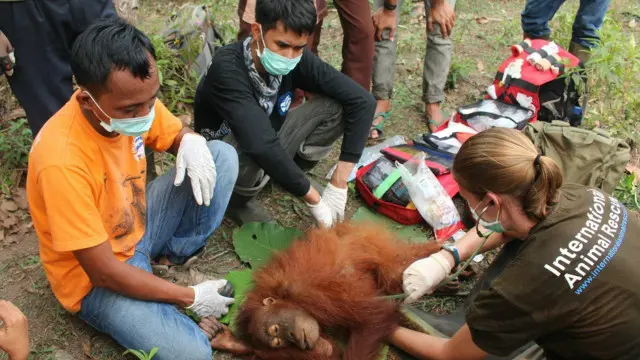 orang utan