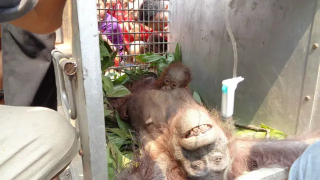 orang utan