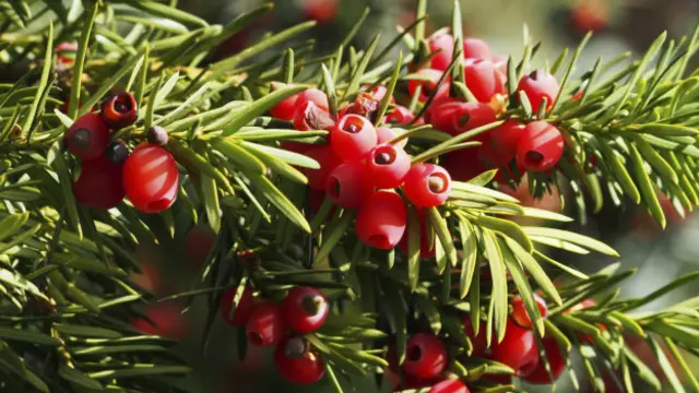 Los frutos rojos permiten distinguir con facilidad entre macho y hembra. 