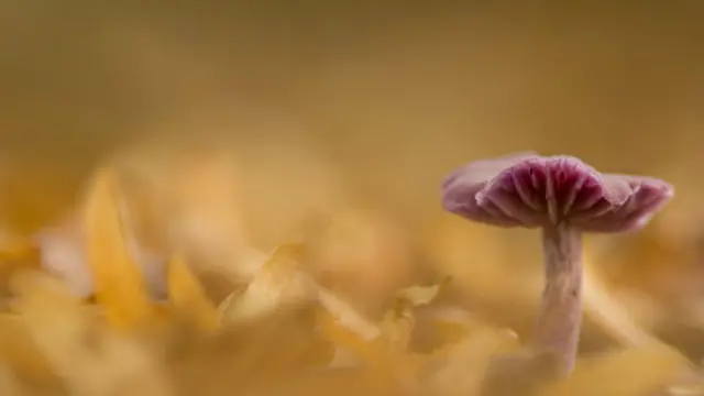 O britânico Daniel Bridge enviou esta foto realizada perto de um reservatório no condado de Essex