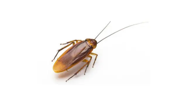 Mende wana manufaa mengi sana kwa binadamu