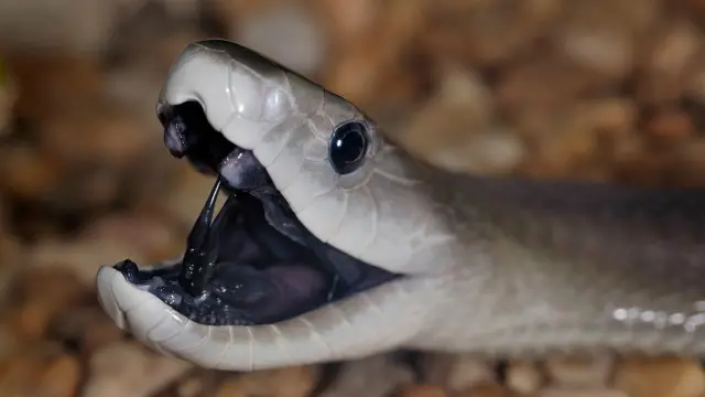 تشكل منطقة جنوب الصحراء الكبرى في أفريقيا الموطن الأصلي لثعابين المامبا السوداء