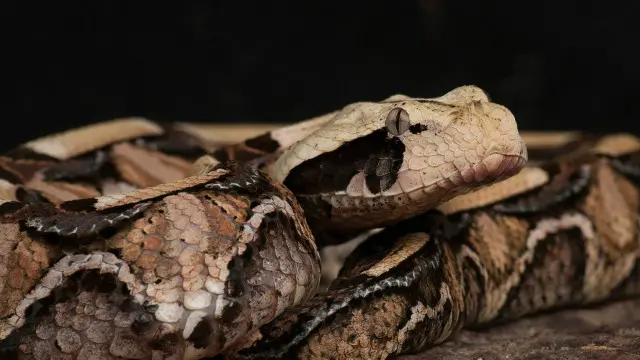 تعيش أفعى الغابون في منطقة جنوب الصحراء الكبرى بأفريقيا