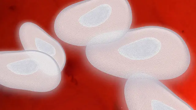 Імунна система накопичує пам'ять про минулих ворогів, тому з віком вона легше бореться із застудами 