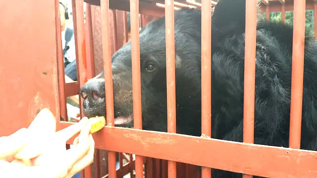 Gấu Hercules được giải cứu hôm 29/10