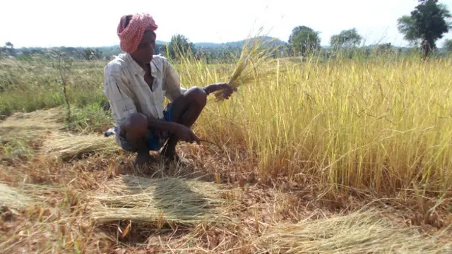 धान के किसान