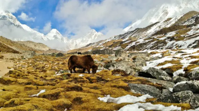一头牦牛在5000米的海拔高处吃草（图片来源：Adam Popescu）
