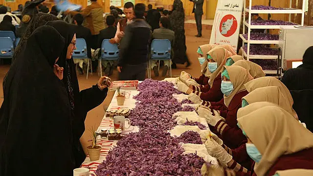 اکنون بیشتر زعفران افغانستان در ولایت هرات در غرب این کشور تولید می شود
