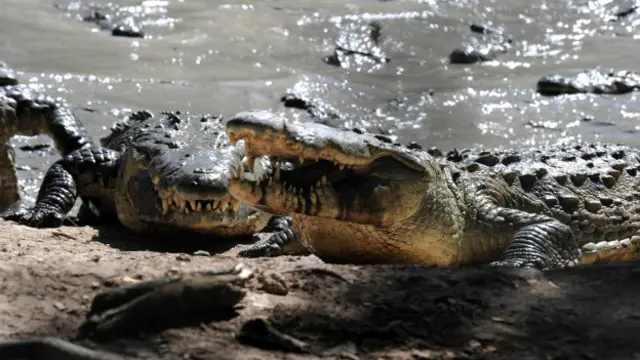 Los cocodrilos de la granja de los Rosenthal.