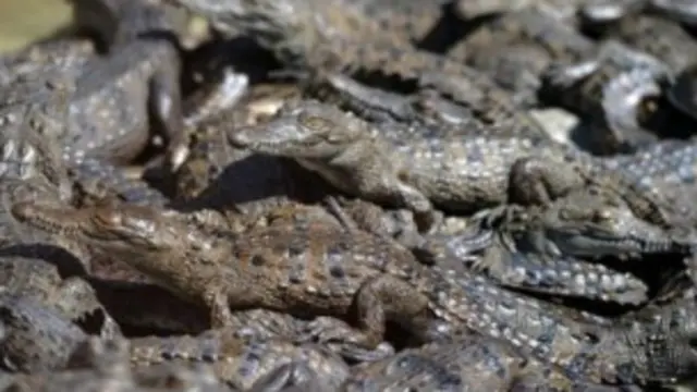 Los cocodrilos de la granja de los Rosenthal.