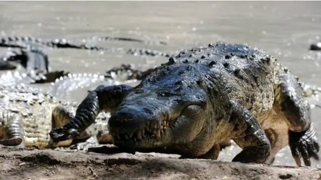 Los cocodrilos de la granja de los Rosenthal.