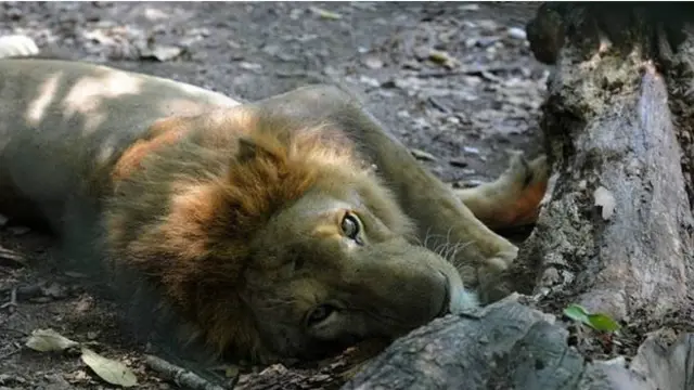 Un león de la granja de los Rosenthal.