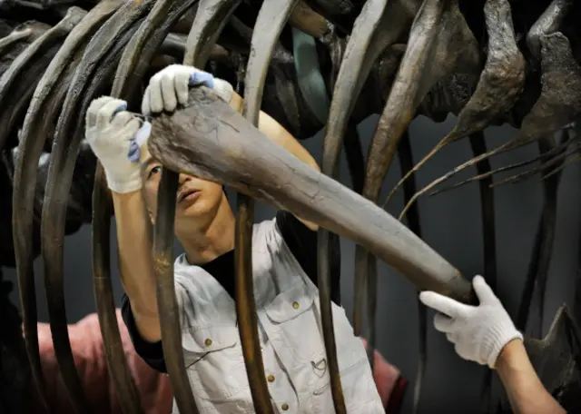 恐龙骨骼可以揭示不为人知的秘密(图片来源:Getty)