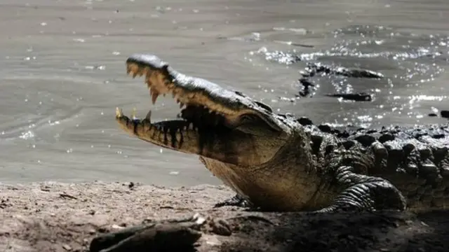 Крокодил
