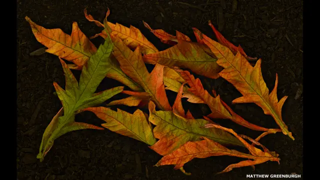 أدميتوس، صورها ماثيو غرينبراف