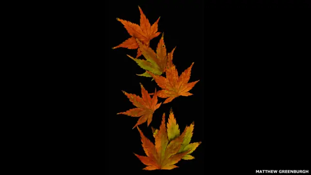 الصورة "أسامبيشن"، صورها ماثيو غرينبراف