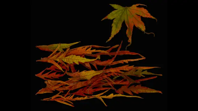 أشكال الزحف لماثيو غرينبراف