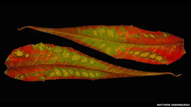 (لا زالت حية مع السمكة الثانية)