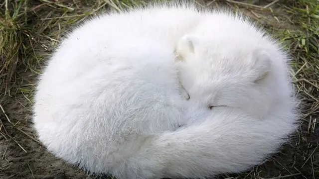 Песец, свернувшись клубочком, мирно дремлет в зоопарке Детройта