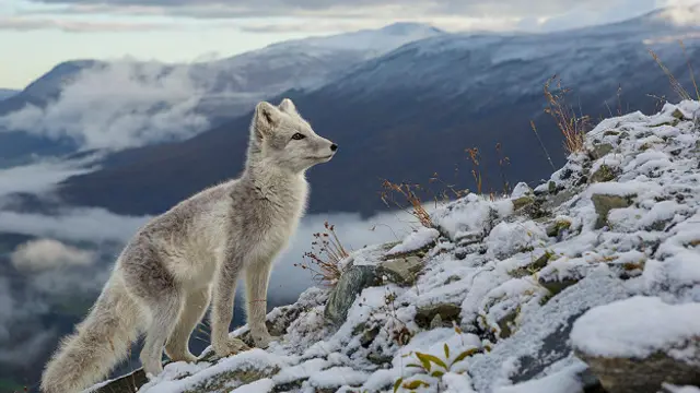 Песец (Vulpes lagopus) в Норвегии