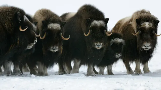 Овцебыки (Ovibos moschatus) не боятся холодов