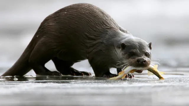 Евразийская выдра (Lutra lutra)