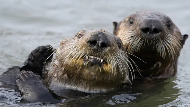 Самка калана (Enhydra lutris) и ее детеныш 
