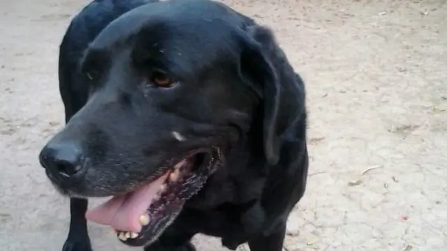 مالک کو دیکھ کر سر ہلانے والے کتے زیادہ ہمدرد ہوتے ہیں