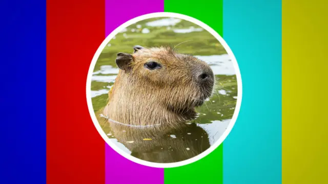 Капибара-лого