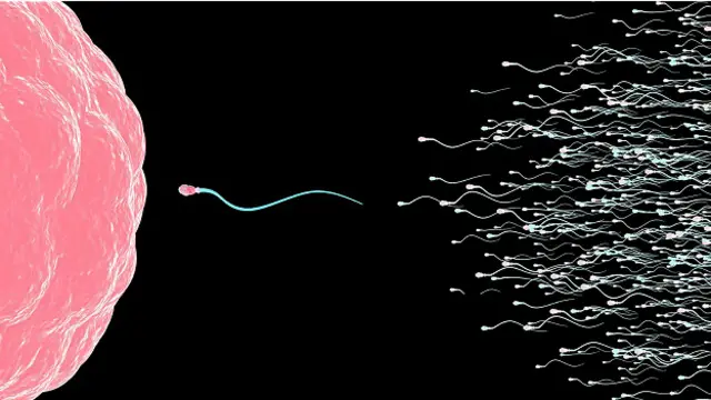 Сперматозоїди