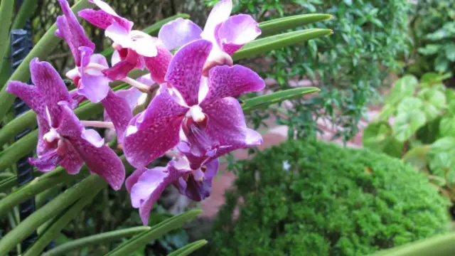 以聯合國秘書長潘基文命名的萬代蘭