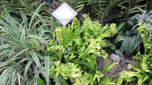 以威廉王子和凱特王妃共同命名的萬代蘭花
