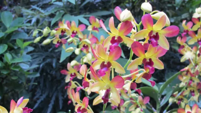 以中國著名女演員周迅命名的「周迅石斛蘭」